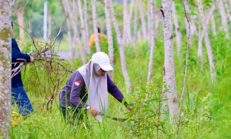 Revolusi Hijau Terus Digelorakan, Dishut Kalsel Lakukan Aksi Pemeliharaan dan Penyulaman Tanaman