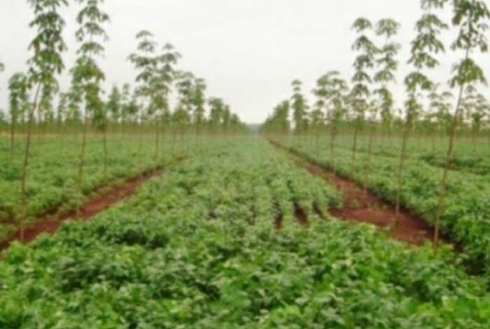 BANGSIBUN BAKARET, Gubernur Sahbirin Noor Berikan Perhatian Kepada para Pekebun Karet di Kalsel