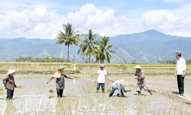 Presiden Jokowi Tinjau Panen Raya di Kabupaten Sigi