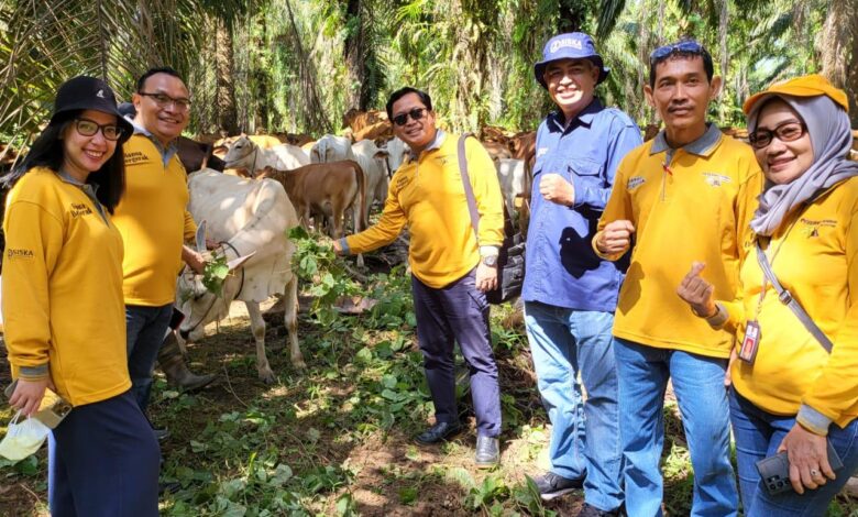 Pemprov Terus Dorong Hilirisasi Industri Peternakan Sapi Potong di Kalsel