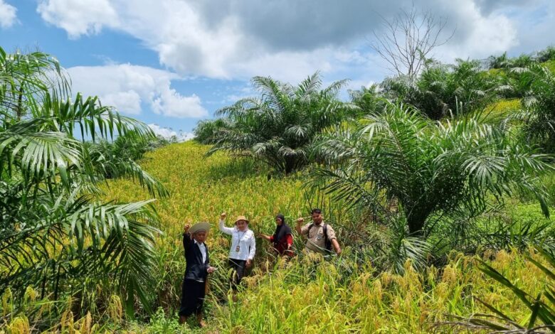 Pemprov Kalsel Optimalkan Implementasi Kelapa Sawit Tumpang Sari dengan Tanaman Pangan Padi Gogo pada Lahan PSR